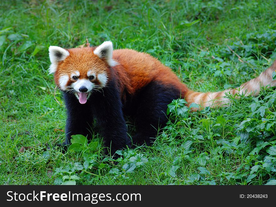 Cute red panda in the grass.