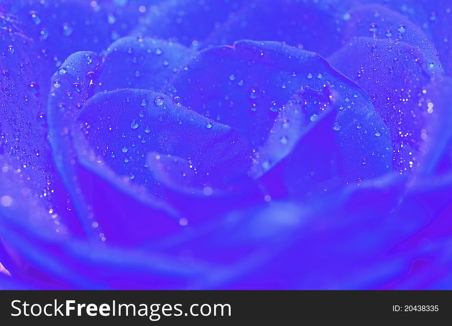 Blue rose with water drop for background