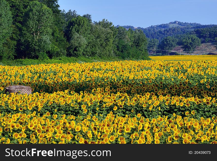 A beautiful field of sun flowers. A beautiful field of sun flowers