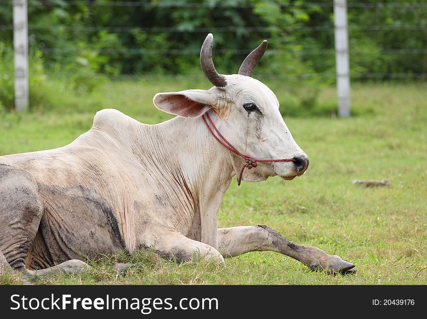 Cow sit on grass field