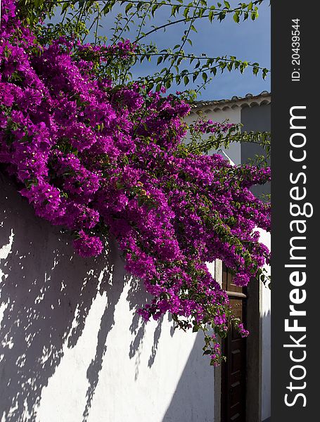 Narrow blooming european streets