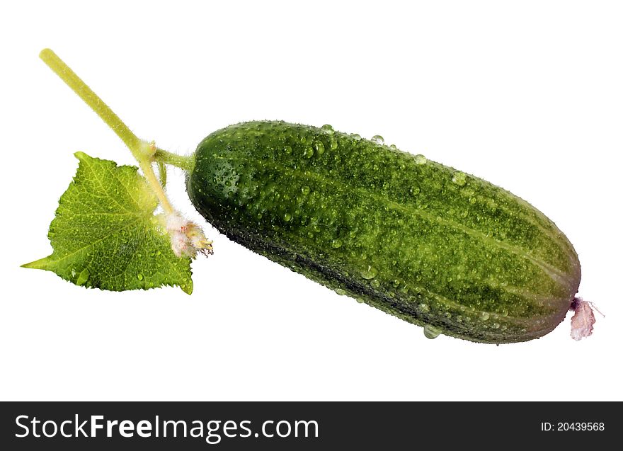 Fresh green cucumber isolated on white background. Vegetarian food.