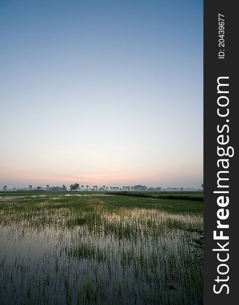 Sunset at rice field in Thailand. Sunset at rice field in Thailand