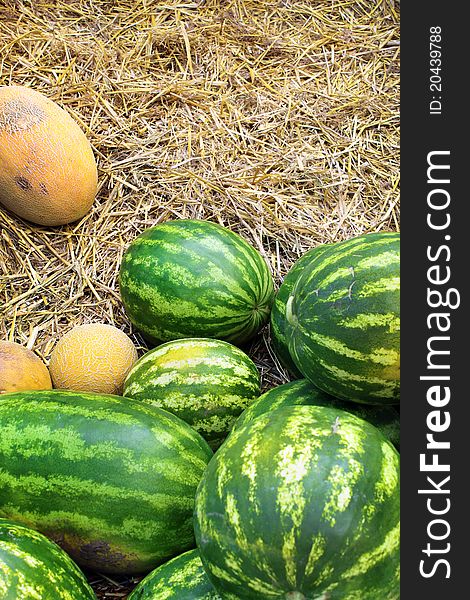 Watermelon and cantaloupe in hay