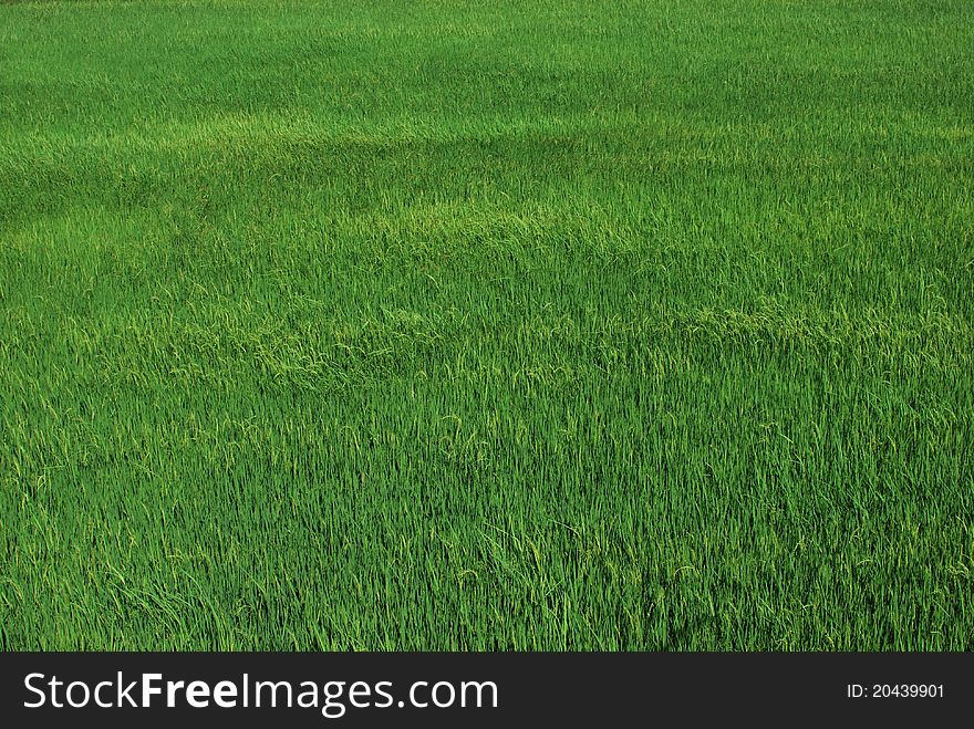 The green field fram rice. The green field fram rice