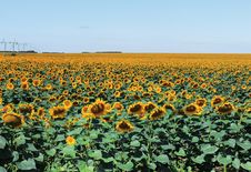 Field Of Sunflowers Royalty Free Stock Image Field Of Sunflowers Royalty Free Stock Image