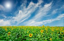 Sunflowers Field By Summertime. Royalty Free Stock Image Sunflowers Field By Summertime. Royalty Free Stock Image
