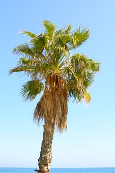 Palm On Seashore Royalty Free Stock Photography
