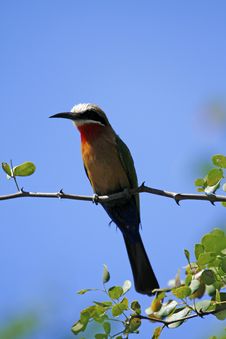 White-Fronted Bee-Eater II Stock Images White-Fronted Bee-Eater II Stock Images