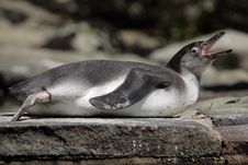 Humboldt Penguin Stock Photography Humboldt Penguin Stock Photography