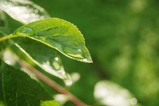Green Leaf With Water Drop Royalty Free Stock Photography Green Leaf With Water Drop Royalty Free Stock Photography