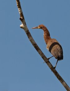 Rufescent Tiger Heron Perching On Branch Royalty Free Stock Photography Rufescent Tiger Heron Perching On Branch Royalty Free Stock Photography