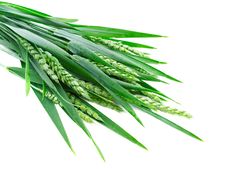 Green Rye Spikes Royalty Free Stock Images Green Rye Spikes Royalty Free Stock Images