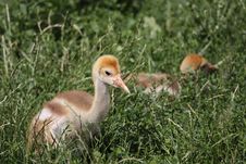 Red-crowned Crane Juvenile Stock Image Red-crowned Crane Juvenile Stock Image