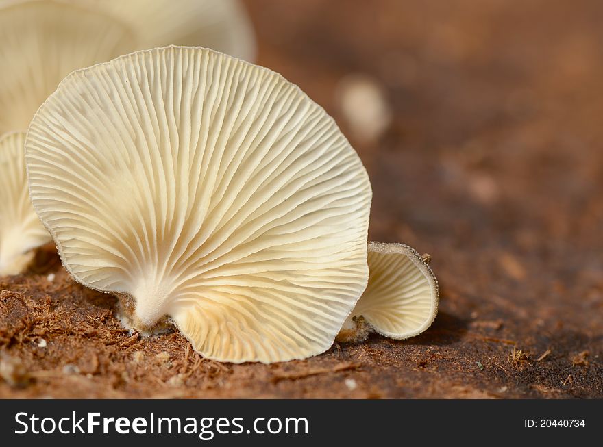 Mushroom fungus is one of the upcoming rainy season, because the moist air. Mushroom fungus is one of the upcoming rainy season, because the moist air