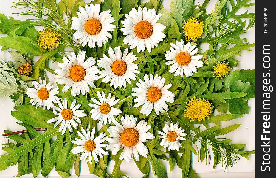 Composition from summer flowers.Daisy wheels and union and leaves. Composition from summer flowers.Daisy wheels and union and leaves
