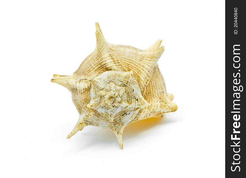 Small yellow shell on white background. Small yellow shell on white background