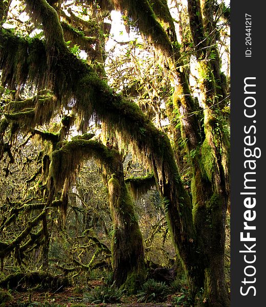The mystical forests of Olympic National Park are a photographer's heaven and hell. The moss-laden century-old trees provide infinite photo opportunities but it is hard to chose an angle that gives the jungle-like chaos the necessary structure. Again Oi played with the light that made it through the foliage to create this fairytale picture. The mystical forests of Olympic National Park are a photographer's heaven and hell. The moss-laden century-old trees provide infinite photo opportunities but it is hard to chose an angle that gives the jungle-like chaos the necessary structure. Again Oi played with the light that made it through the foliage to create this fairytale picture.