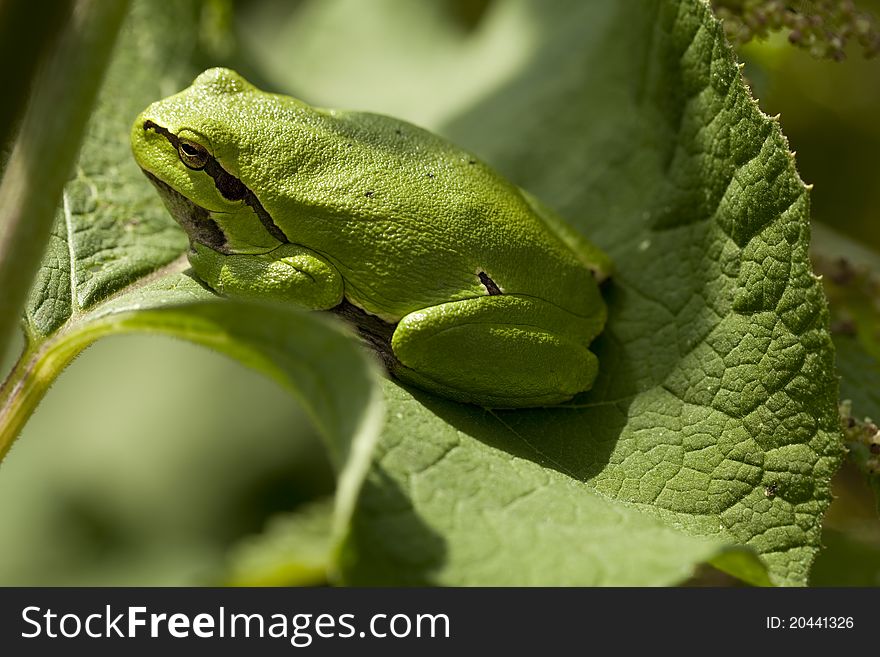 Green frog sitting on leaf in forest