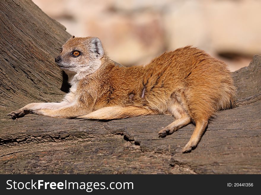 The yellow mongoose lying on the wood.