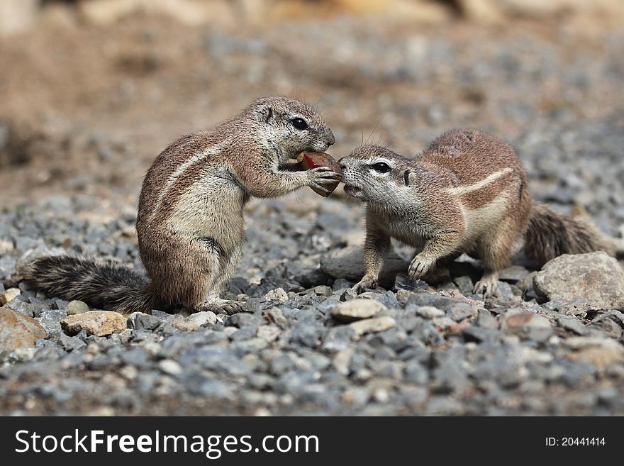 The couple of cape ground squirrels eating the nut.