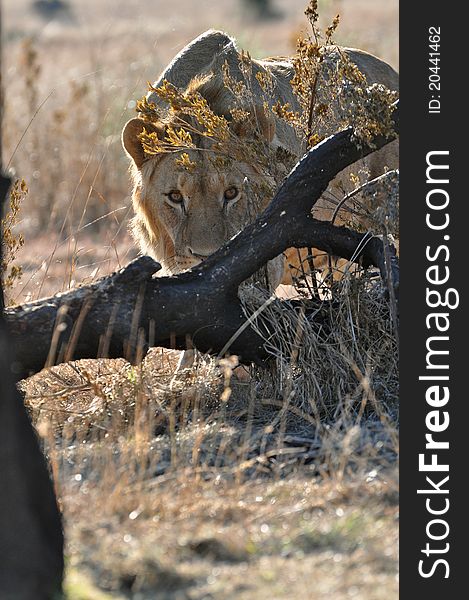 African Lion Stalking Photographer