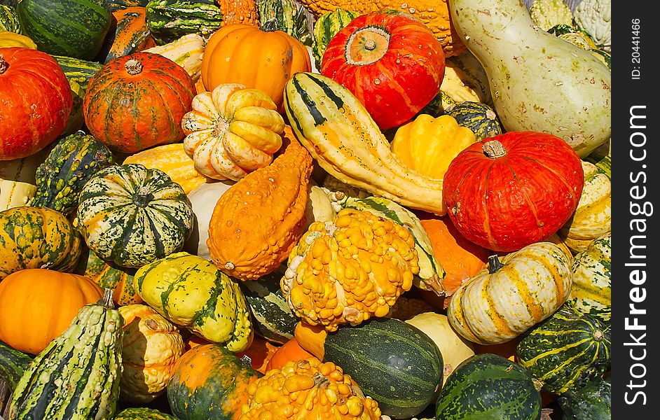 Colorful pumpkins collection on the autumn market