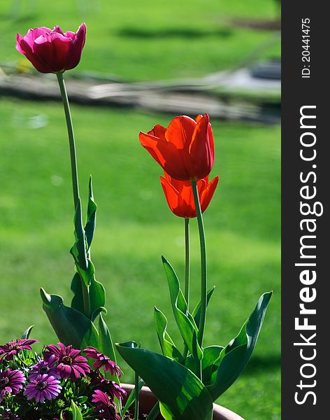 Red tulips on a green background