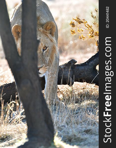 African Lion Stalking Photographer