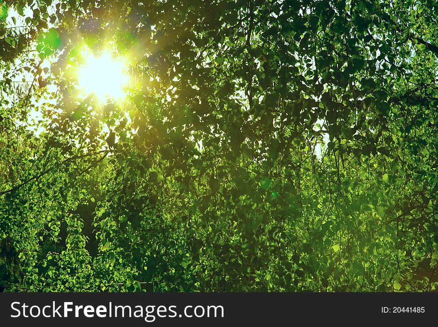 Sun is shining through a green leaves. Abstract background. Sun is shining through a green leaves. Abstract background