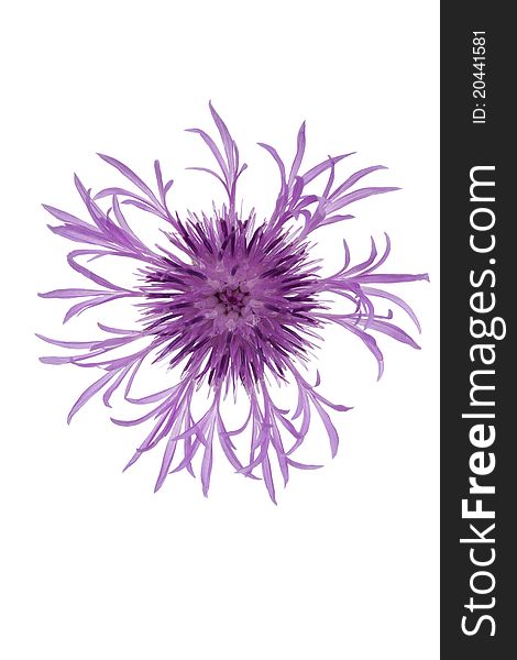 Single flower purple cornflower on white background