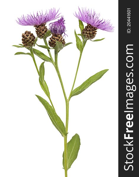 Stem with purple cornflower on white background