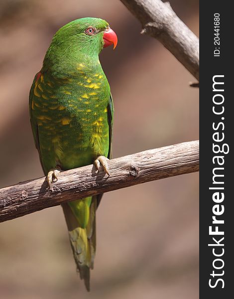 The scaly-breasted lorikeet (Trichoglossus chlorolepidotus) sitting on the tweet.