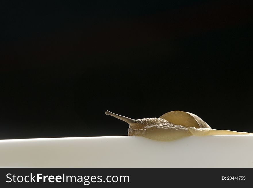 Snail crawling with black background. Snail crawling with black background