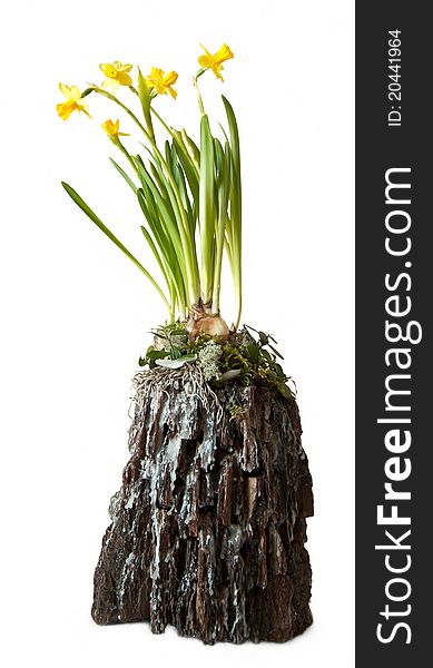 Floristic composition 'Spring': on the old tree stump beautiful yellow narcissuses have blossomed. Floristic composition 'Spring': on the old tree stump beautiful yellow narcissuses have blossomed