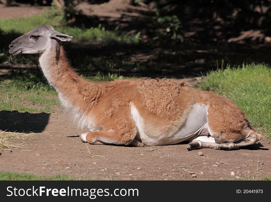 The lying guanaco in the grassland.