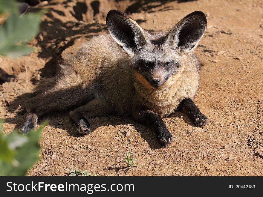 The gazing bat-eared fox.