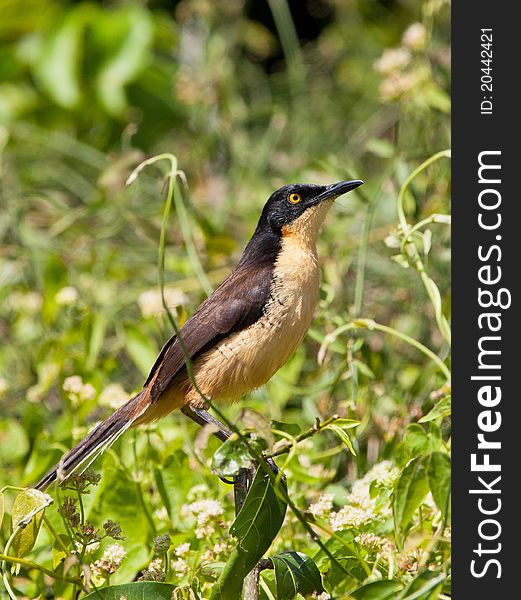 The Black-capped Donacobius (Donacobius atricapilla) is a conspicuous, vocal peruvian bird. It is found in tropical swamps and wetlands.