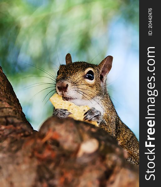 Closeup of a grey squirrel eating chips. Closeup of a grey squirrel eating chips