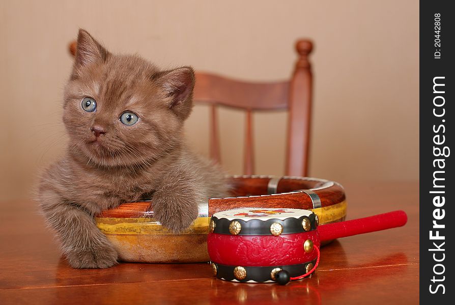 Scottish kitten on a table with toys