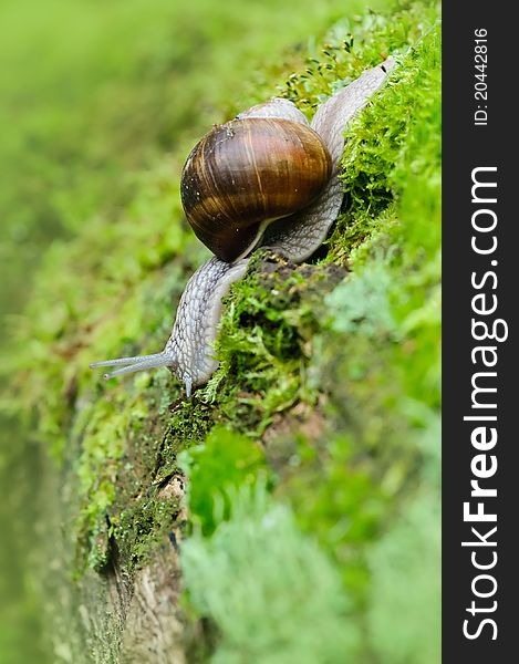 Camera image of a snail in foreground. Camera image of a snail in foreground