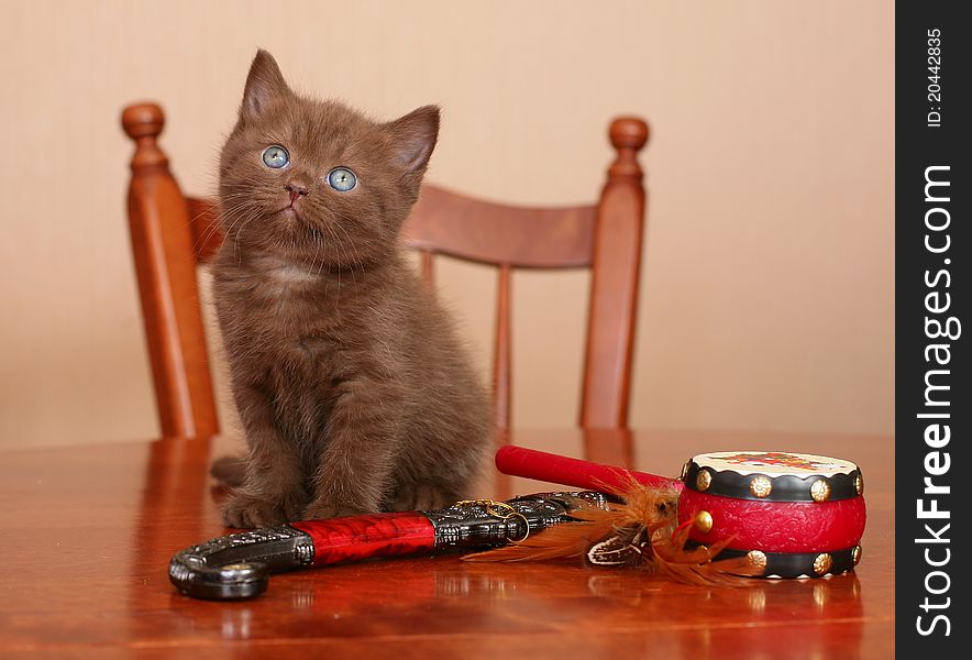 Scottish kitten on a table with toys