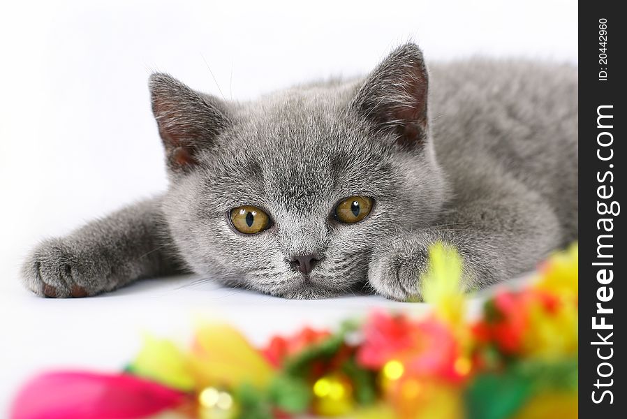 British kittens with toy on white background