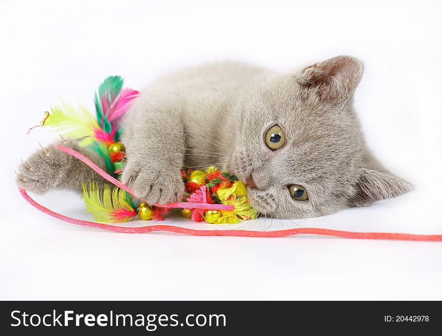 British kittens with toy on white background