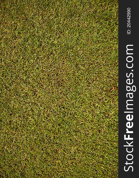 Grass texture in the park.