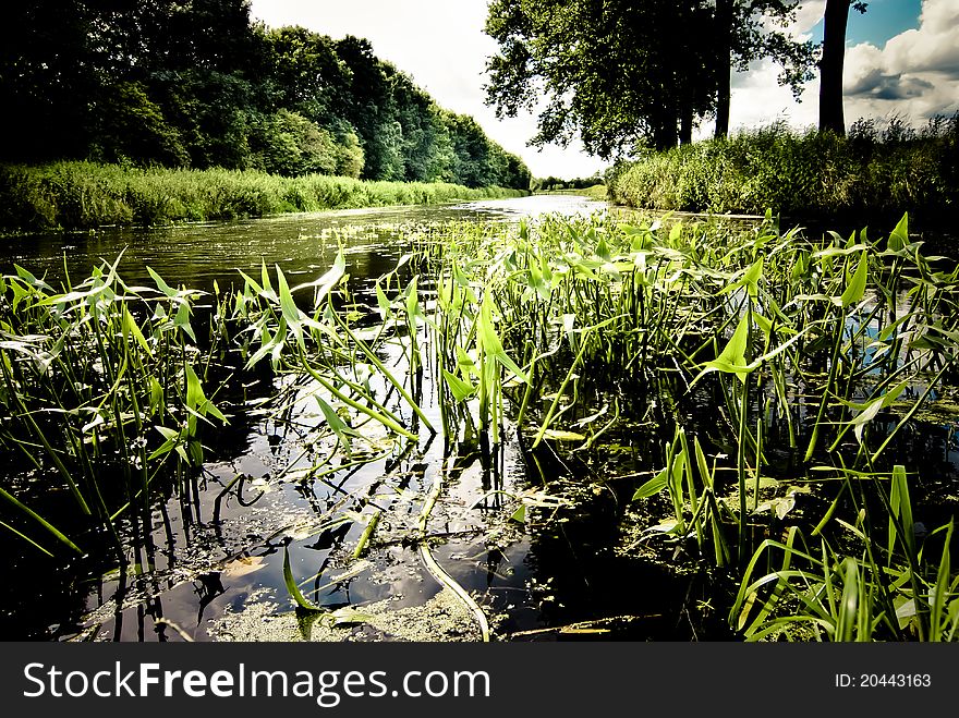 Small canal with fragile vegetation in the sunlight