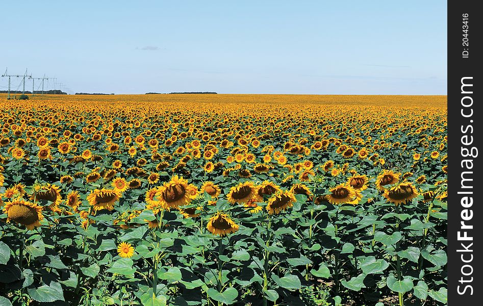 Field Of Sunflowers