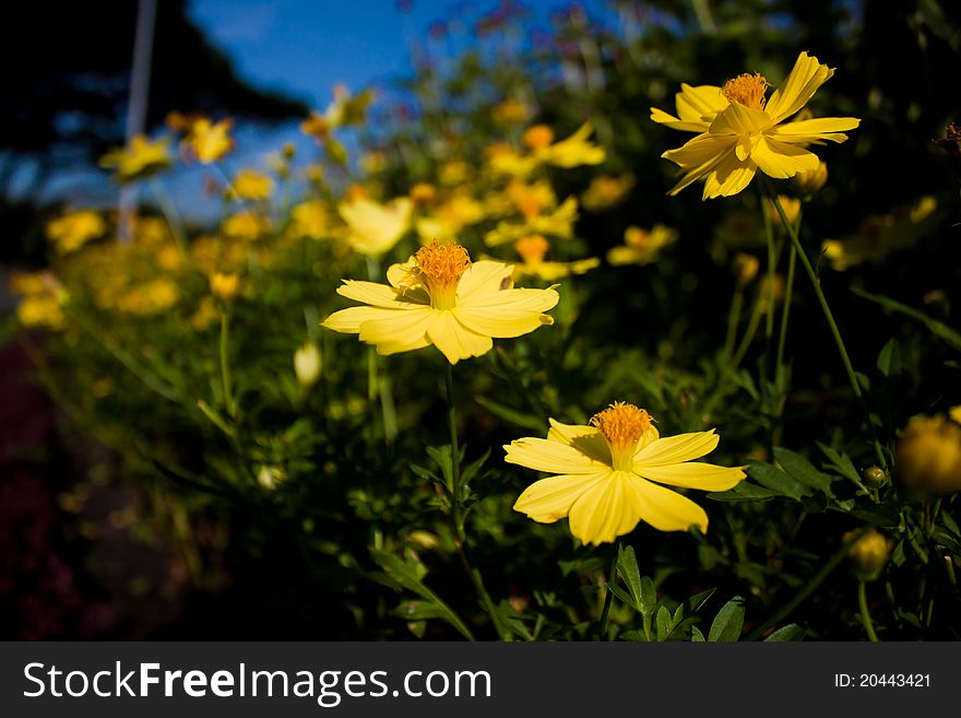 Cosmos yellow flowers in the garden. Cosmos yellow flowers in the garden.