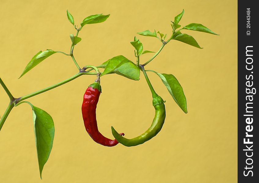 A red and a green chilli growing on the same stem, with a mustard-yellow wall as background. A red and a green chilli growing on the same stem, with a mustard-yellow wall as background.