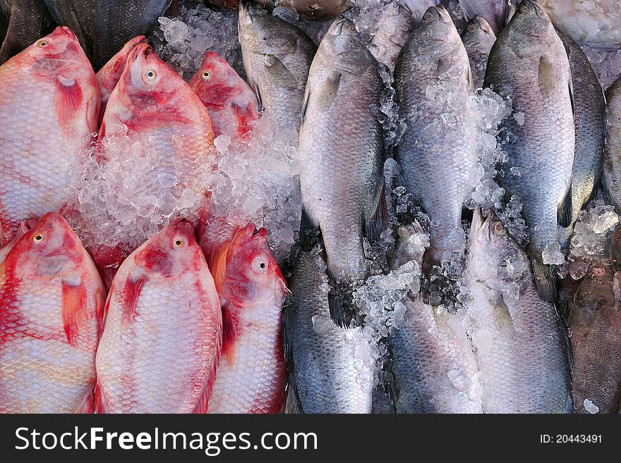 Fresh fish at fish market